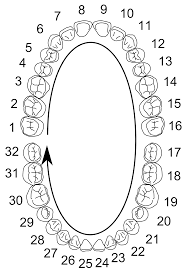 tooth numbering system palmer